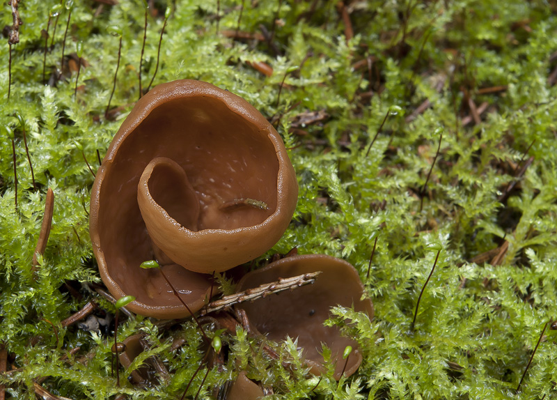 Otidea leporina